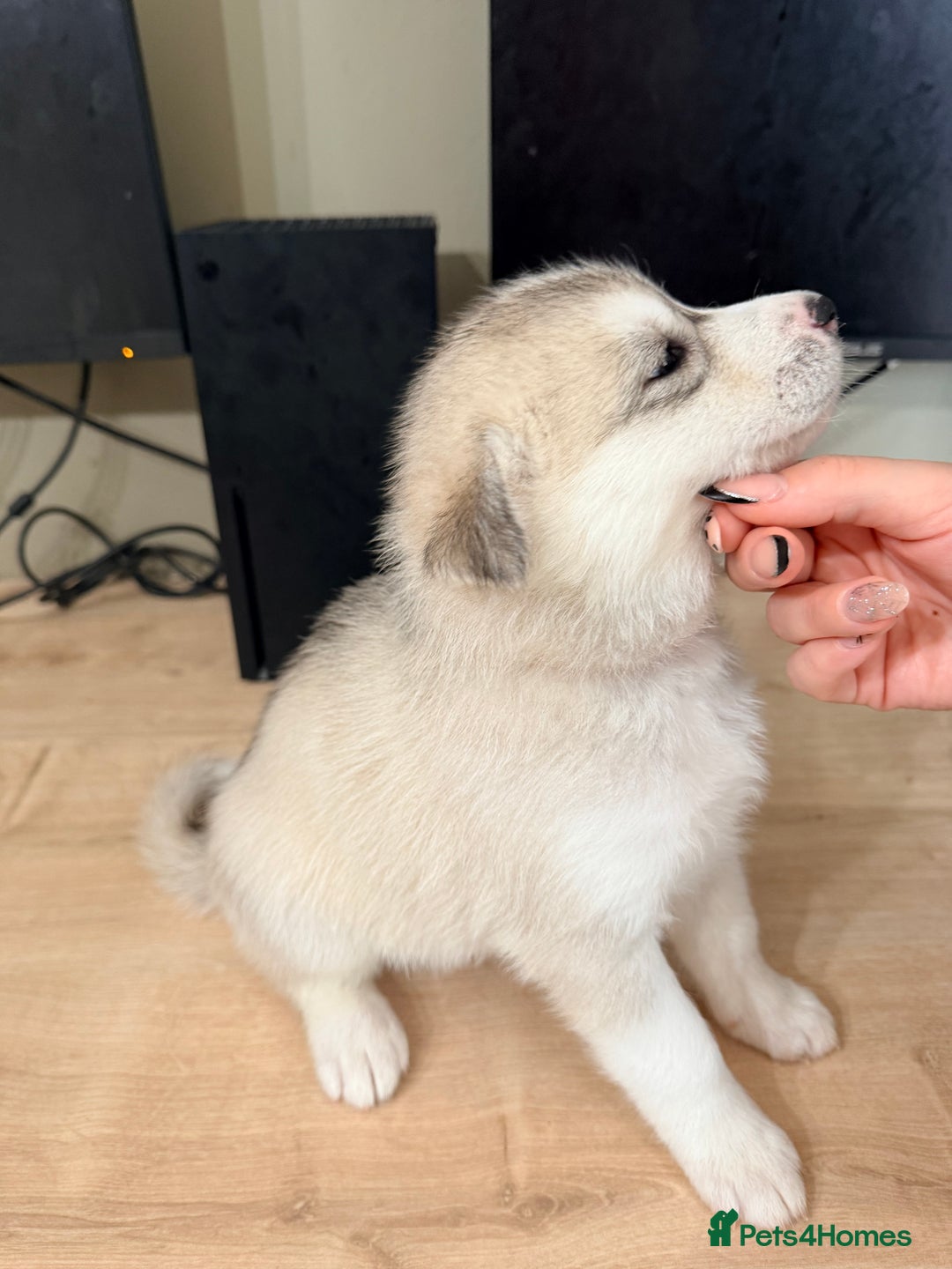 Siberian Husky dogs for sale: SIBERIAN HUSKY  - Image 29