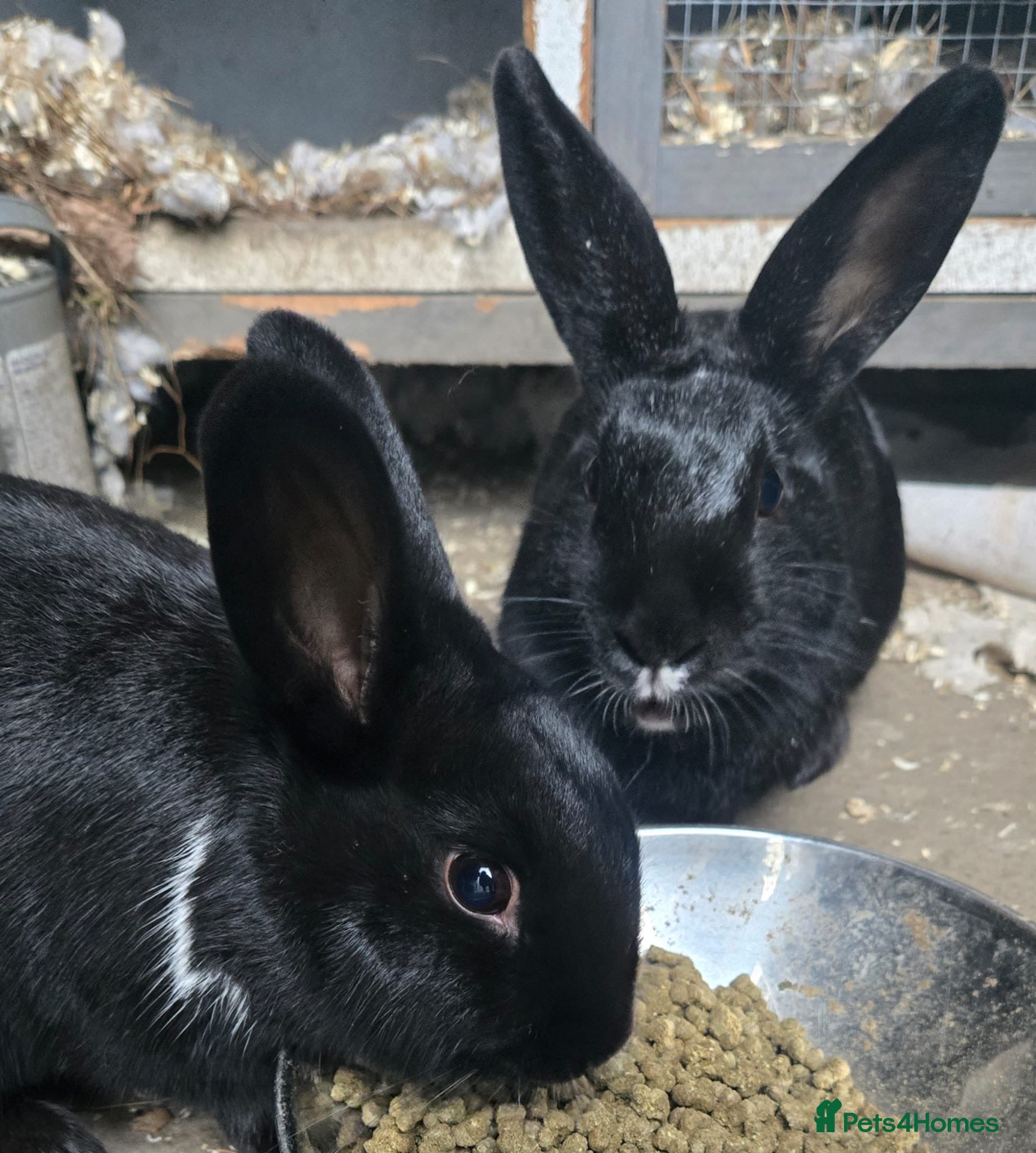 Mixed Breed rabbits 2 Mixed Breed Rabbits - Advert 4