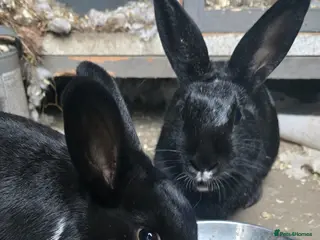 Mixed Breed rabbits 2 Mixed Breed Rabbits - Advert 4