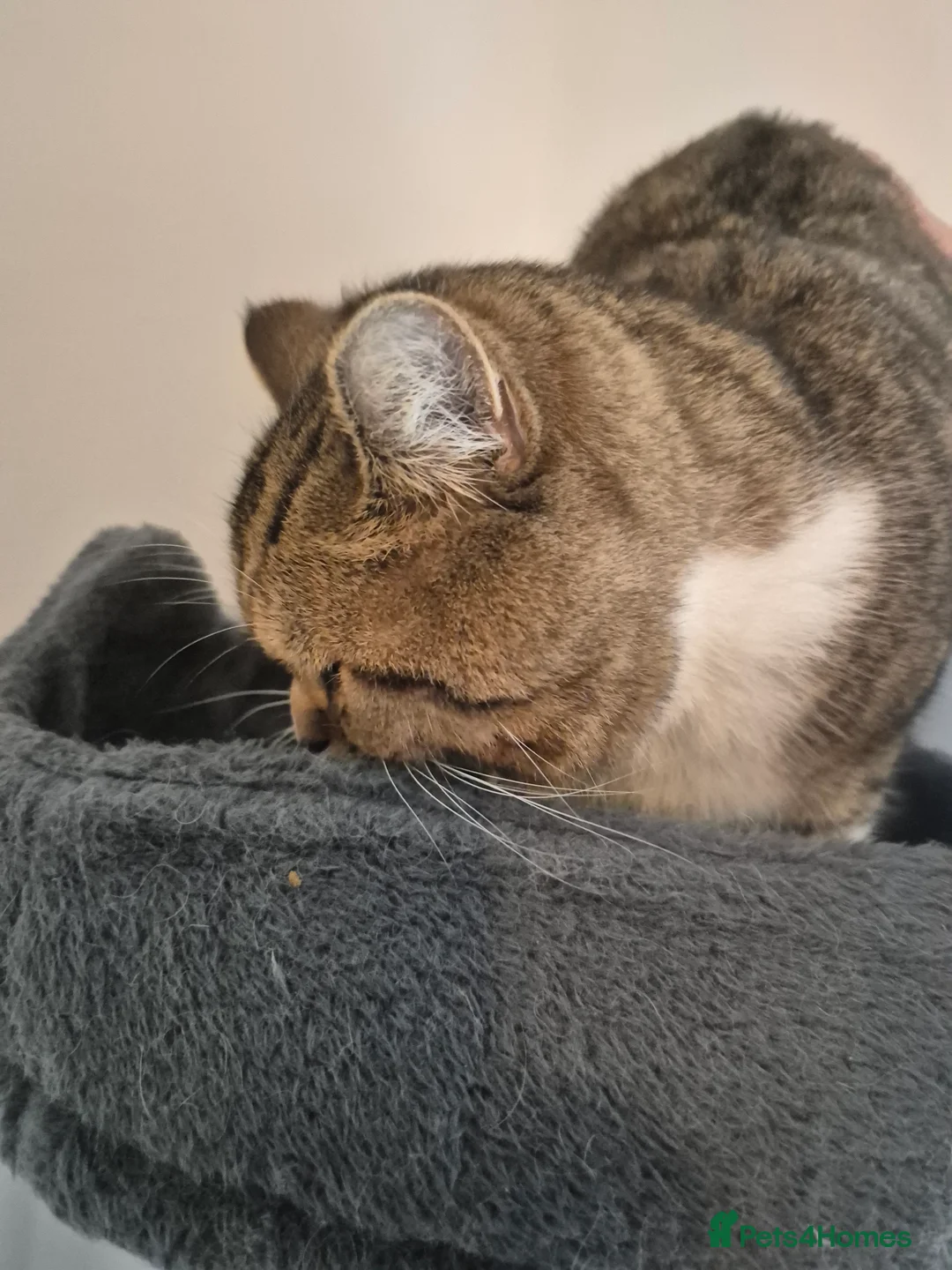 Selkirk Rex cats for sale: Pedigree selkirk rex cuddliest boy - Advert 5