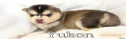 Pomsky dogs for sale: Stunning F3 Pomsky Puppies - Advert 14