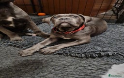 Cane Corso dogs for sale: Cane Corso pups for sale  - Advert 4