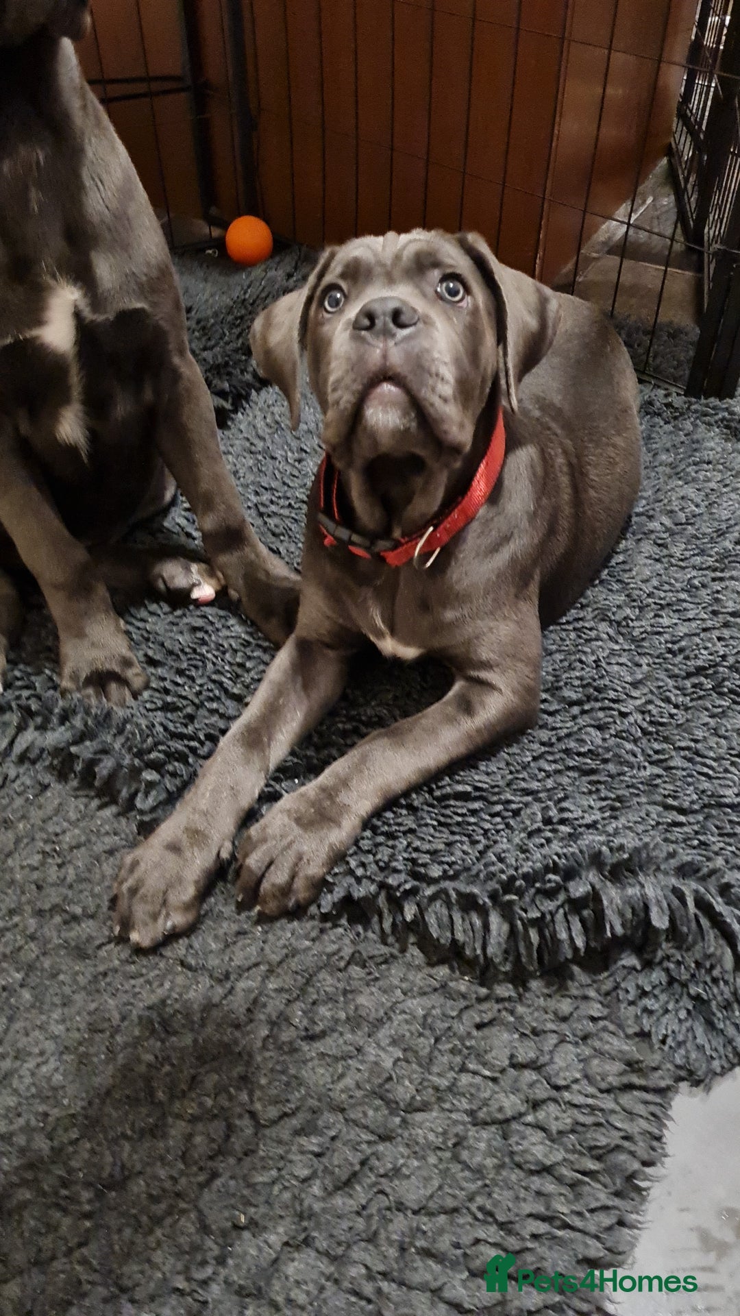 Cane Corso dogs for sale: Cane Corso pups for sale  - Advert 4