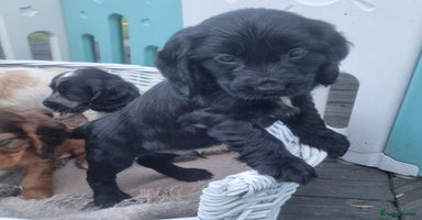 Cocker Spaniel dogs - Advert 7
