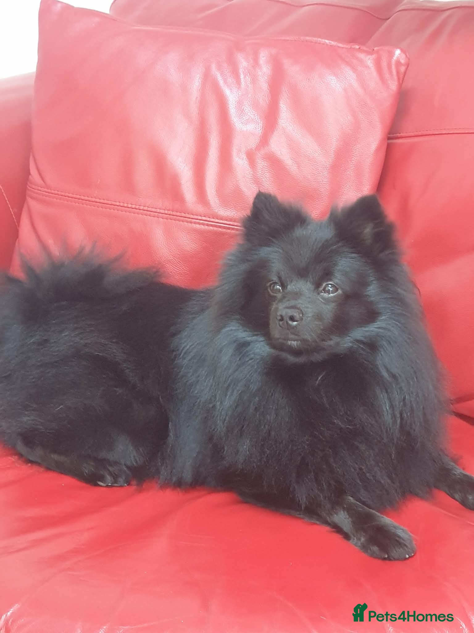 Pomeranian dogs My name is rolex  - Advert 3