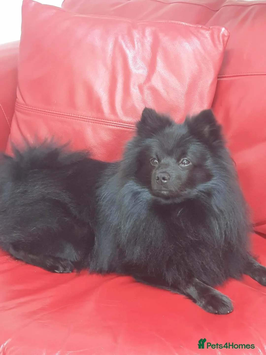 Pomeranian dogs for stud: My name is Rolex   - Advert 1