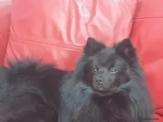 Pomeranian dogs My name is rolex - Advert 3