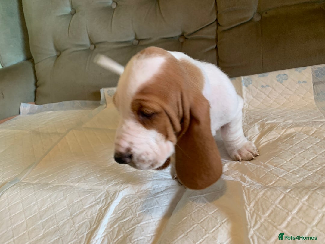 Basset Hound dogs for sale: Basset Hound Puppies - Image 24