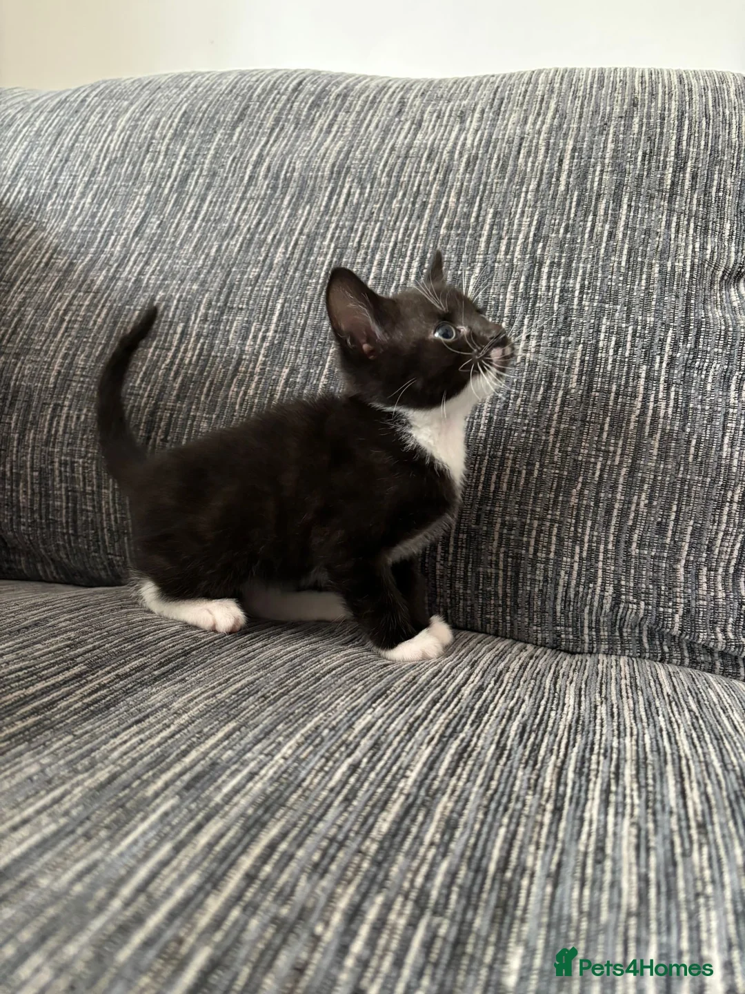 Mixed Breed cats for sale: Kitten  in Birmingham - Advert 10