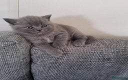 British Shorthair cats for sale: British Shorthair 1 little girl - Image 13