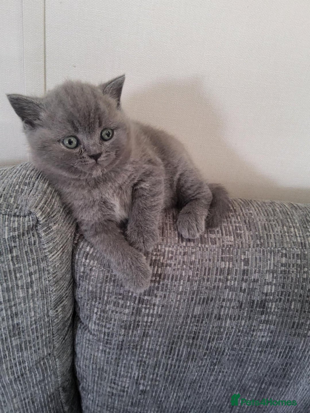 British Shorthair cats for sale: British Shorthair 1 little girl - Image 13