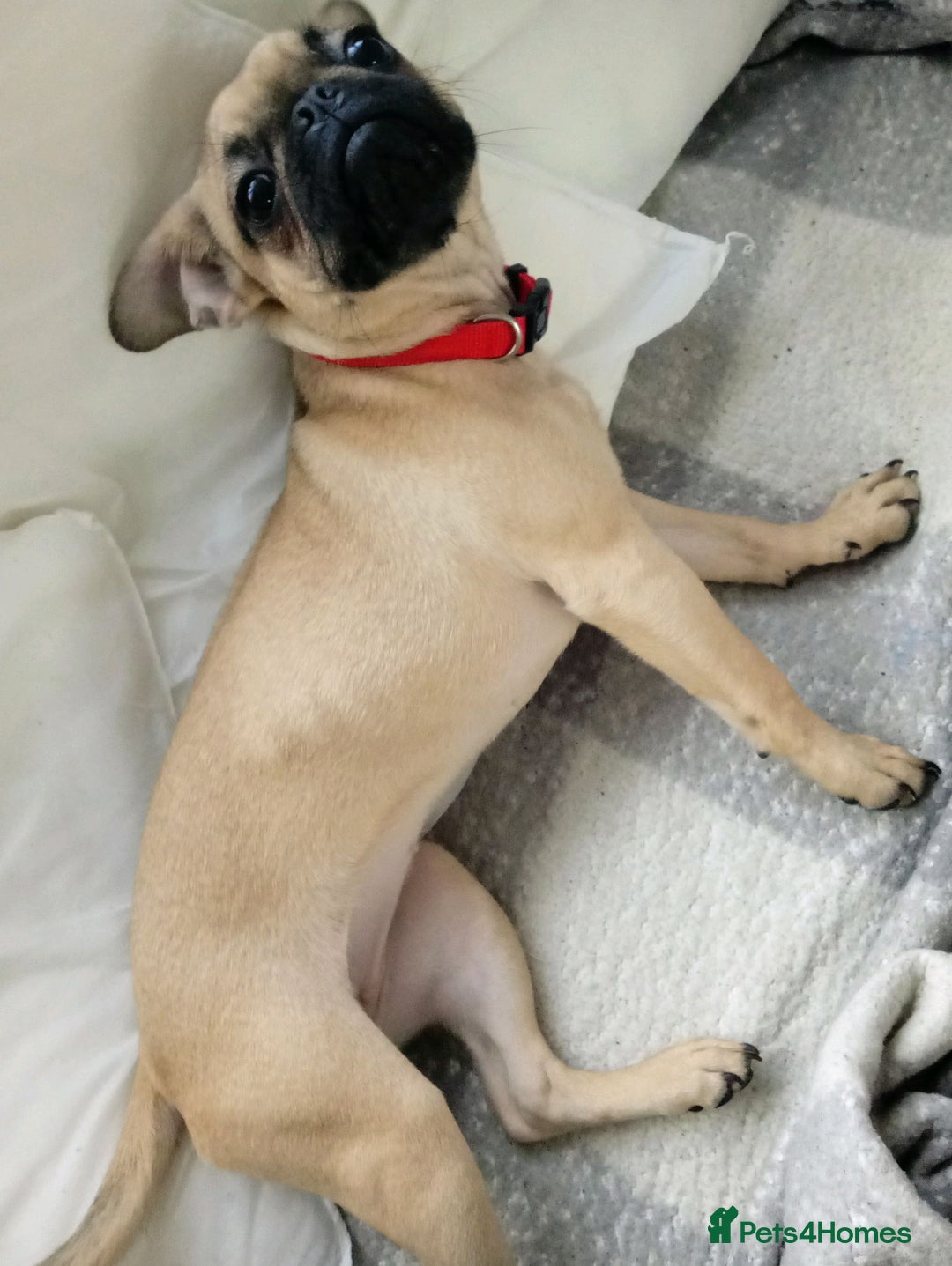 Pug dogs for sale: Female pug - Advert 2