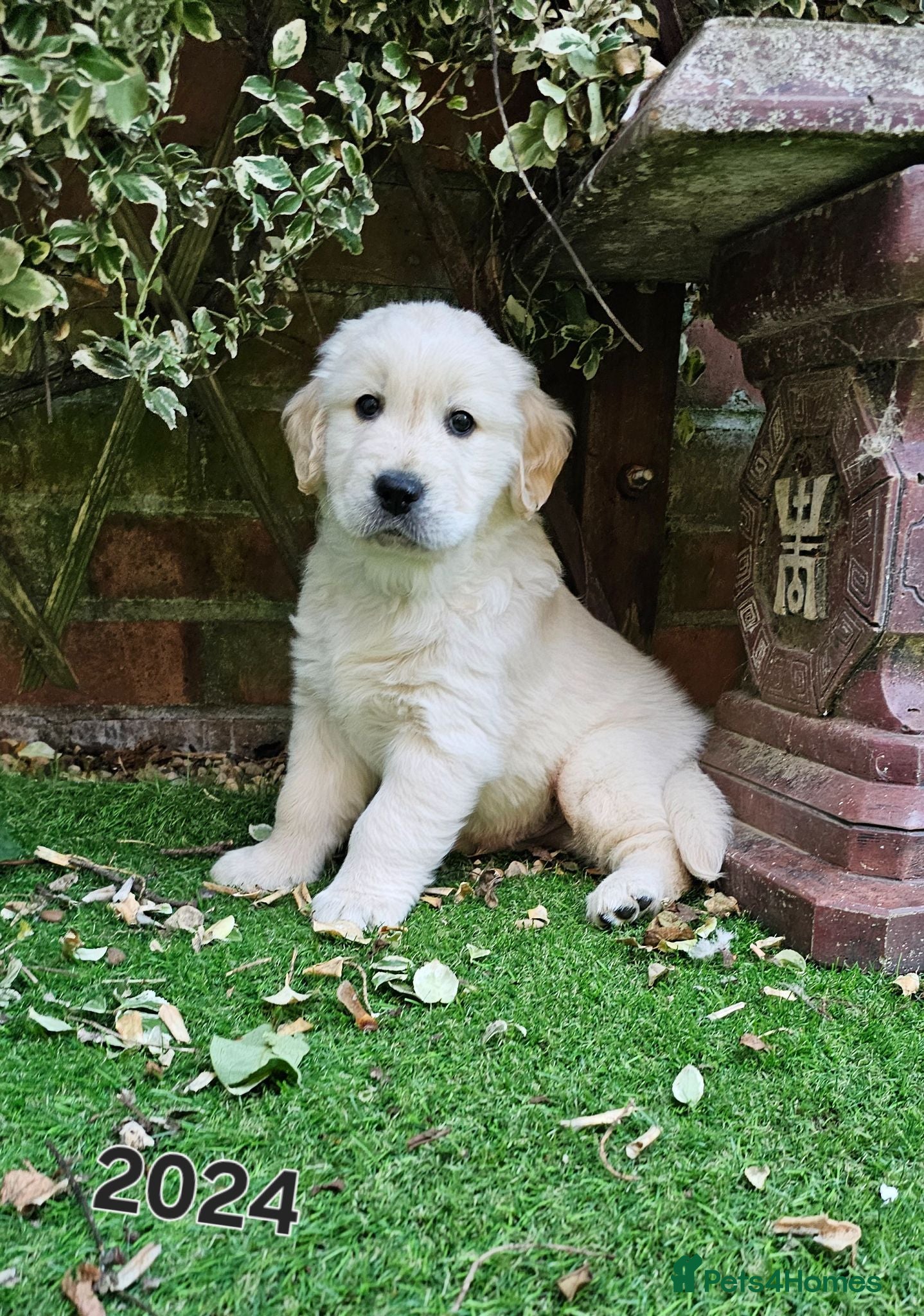 Golden Retriever dogs 5* Golden Retriver puppies - Advert 1