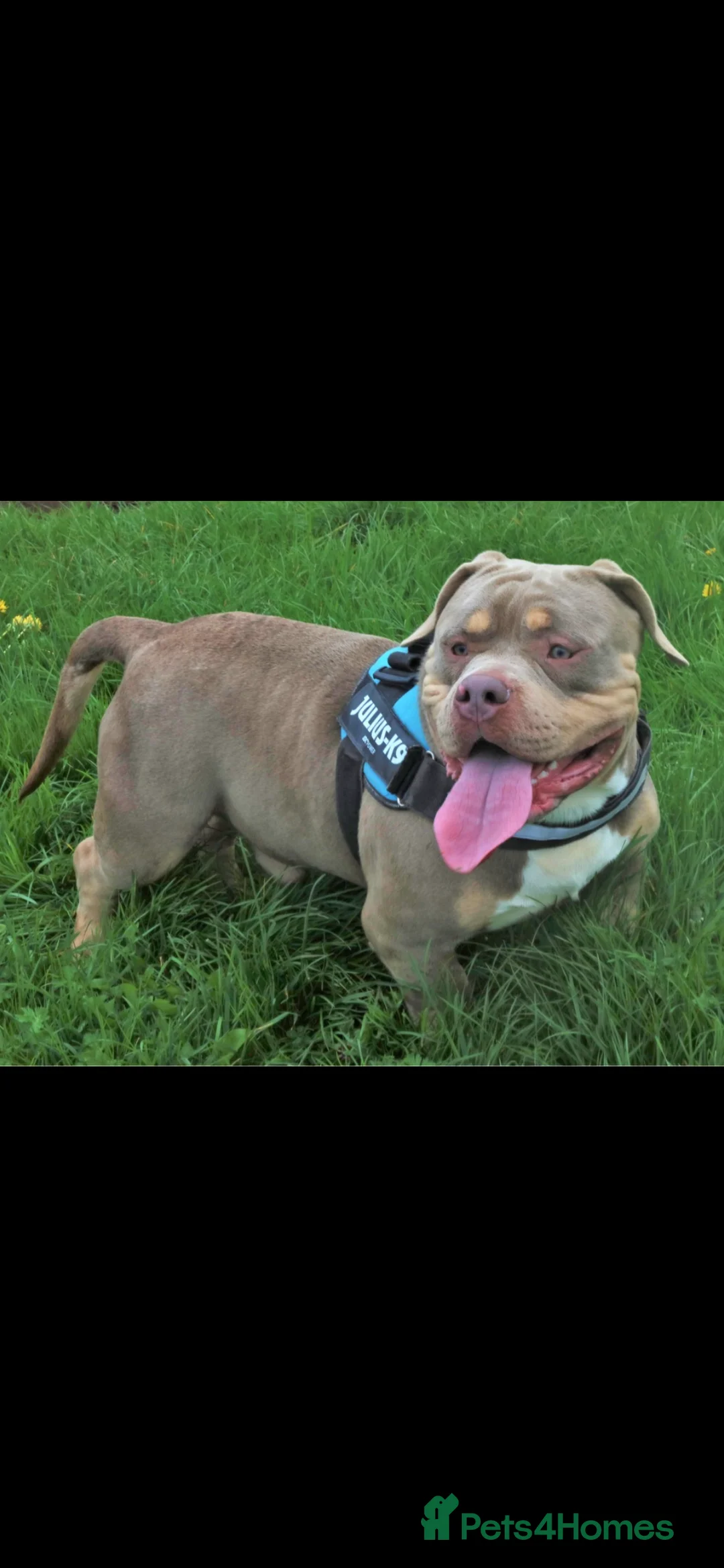 American Bully dogs for sale: Ghost pocket bully look for a new home  in Cardiff - Advert 2