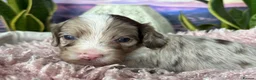 Sproodle dogs for sale: ✨RARE TRICOLOUR TUXEDO MERLE SPROODLES🐾❤️✨ TESTED - Advert 8