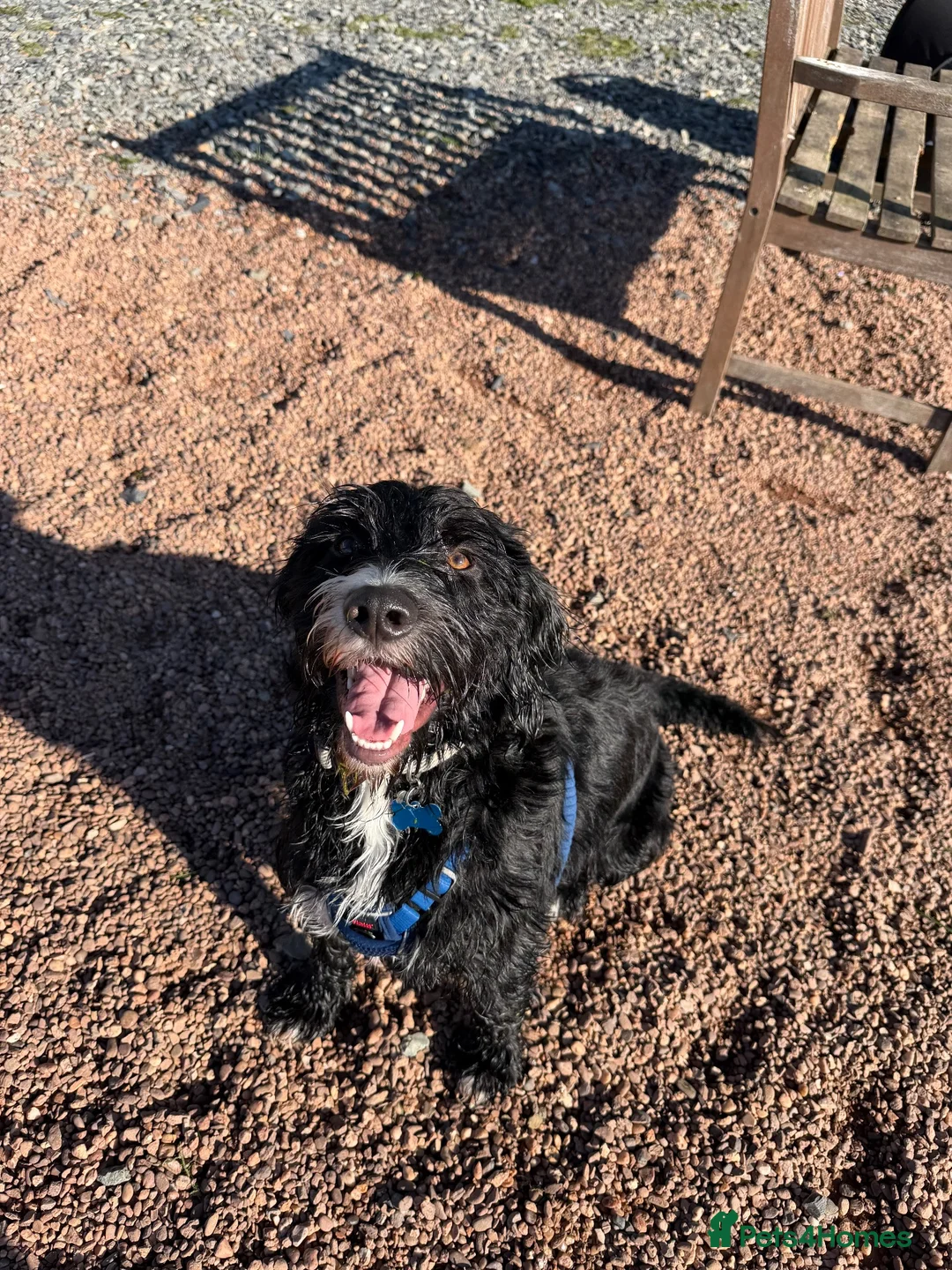 Mixed Breed dogs for sale: Bertie 💙 in Bideford - Advert 1
