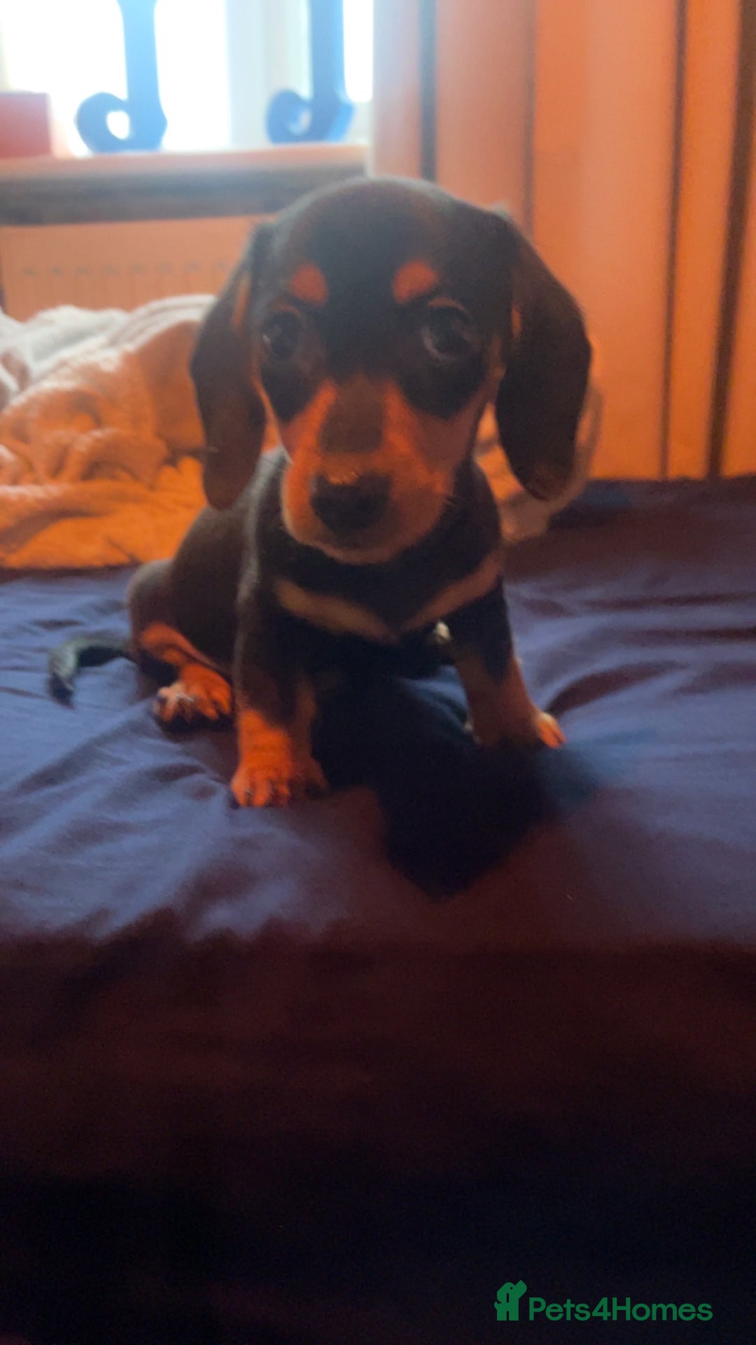 Miniature Dachshund dogs for sale: Mini Dachshund puppy - Advert 7