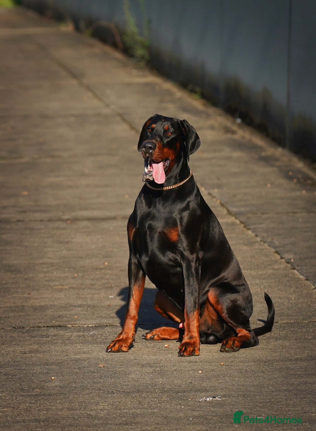 Dobermann dogs for stud: Elite European Doberman Stud – Champion Bloodlines - Image 2