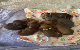Miniature Dachshund dogs for sale: Miniature dachshunds  - Image 18