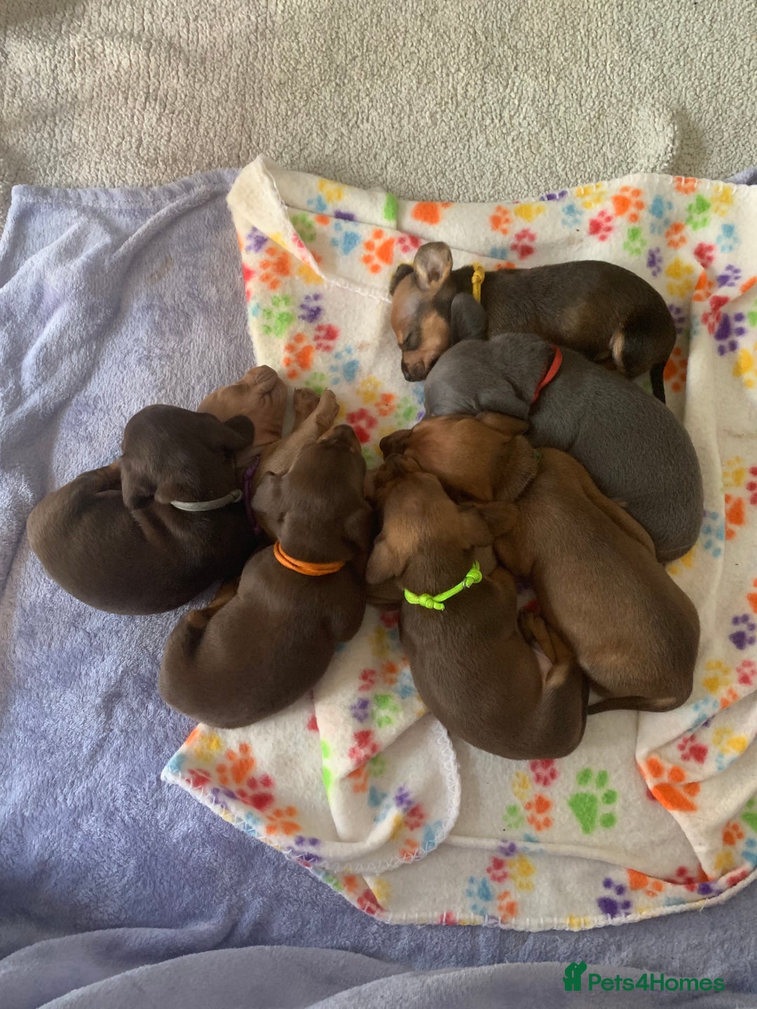 Miniature Dachshund dogs for sale: Miniature dachshunds  - Image 18