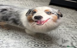 Australian Shepherd dogs for stud: Proven Blue Merle Australian Shepherd At Stud - Image 6