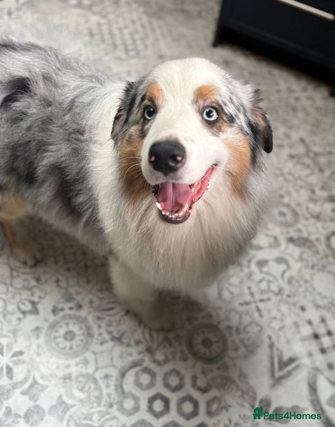 Australian Shepherd dogs for stud: Proven Blue Merle Australian Shepherd At Stud - Image 6