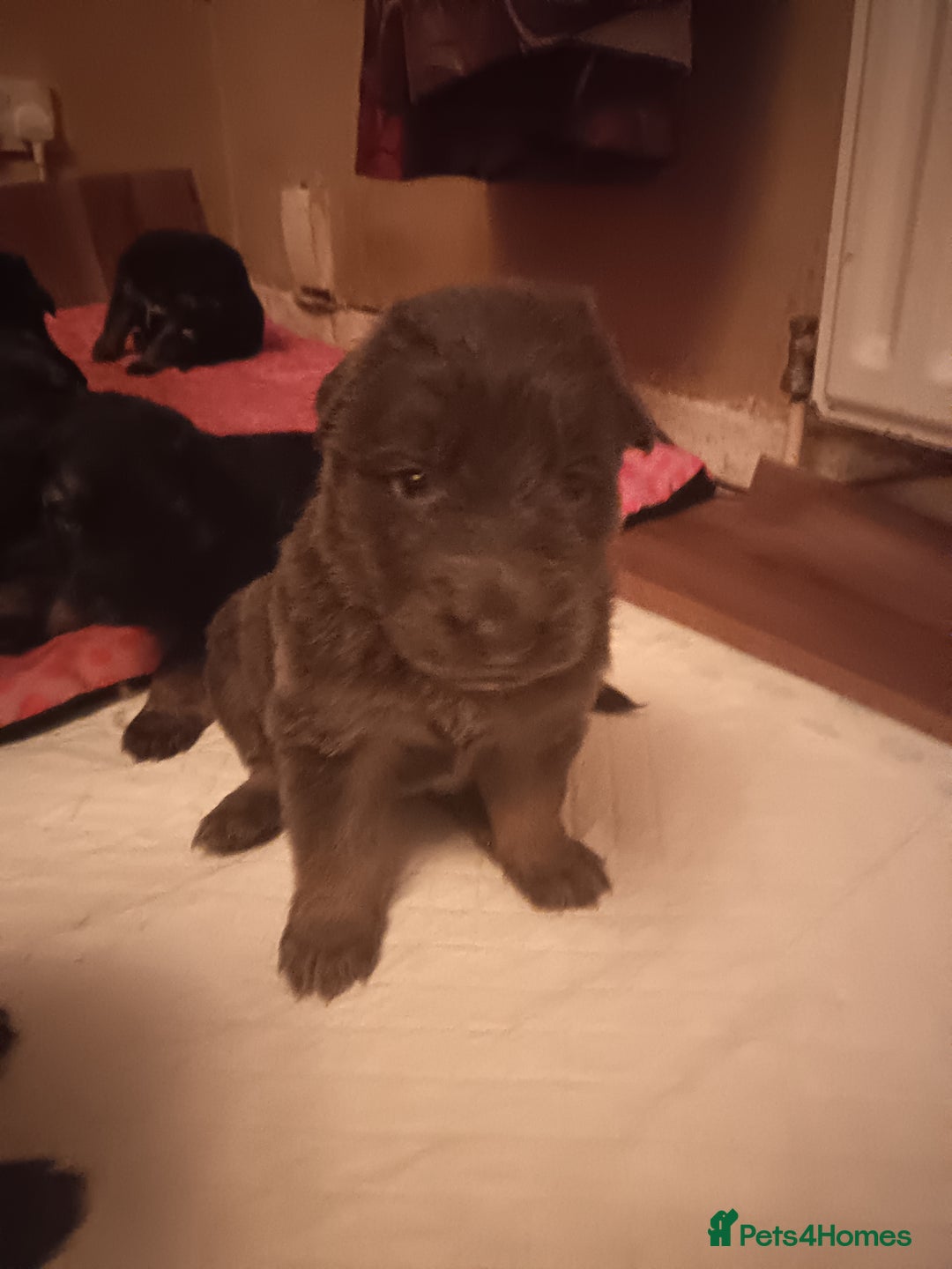 German Shepherd dogs for sale: German Shepherd puppies - Image 10
