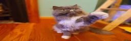 Persian cats for sale: Pedigree Persian and Exotic kitten waiting list  - Advert 7