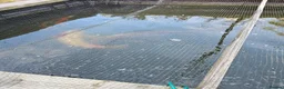 Koi Carp fish for sale: KioCarp  in Corby - Advert 5