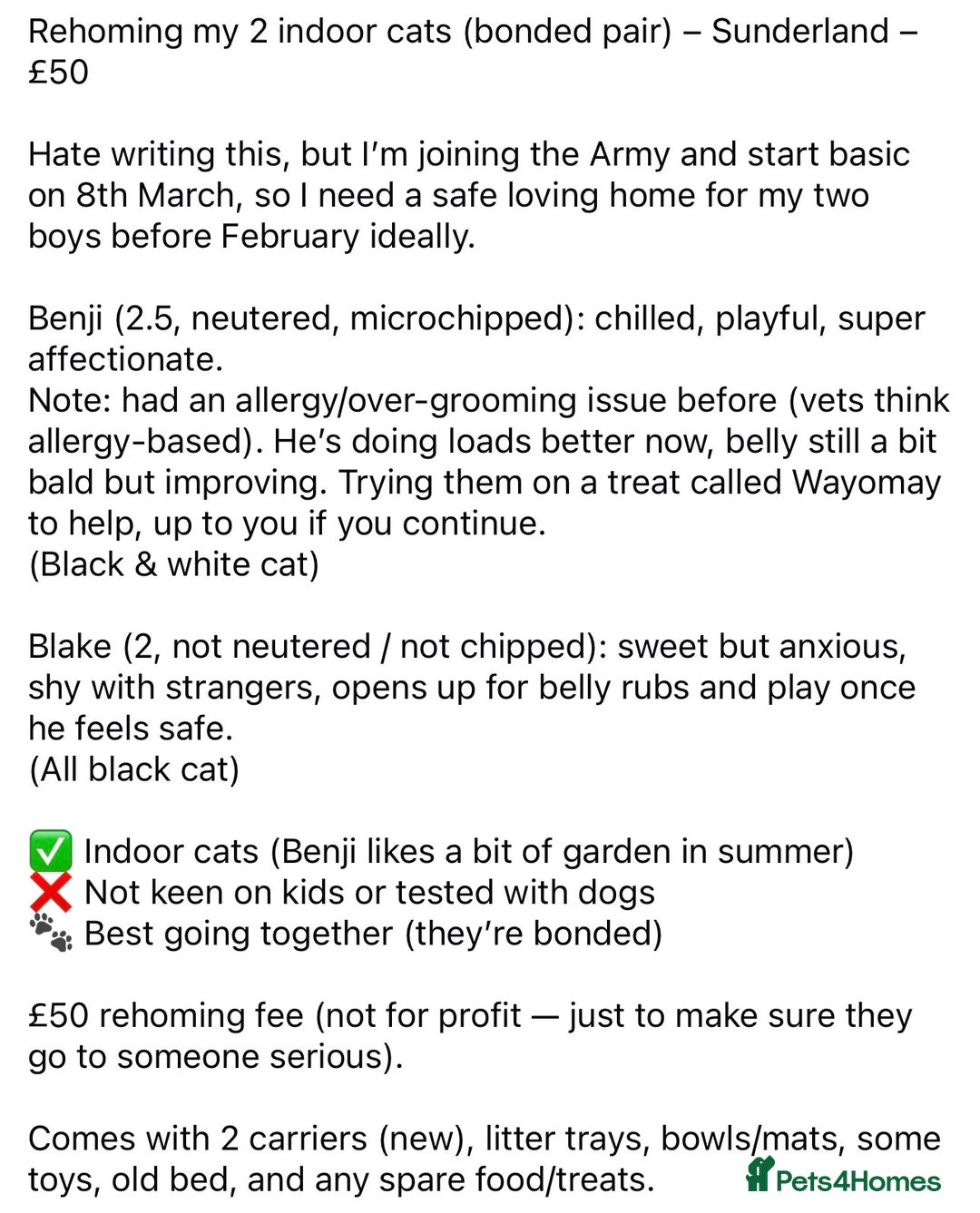 British Shorthair cats for sale: 2 bonded males - Advert 3