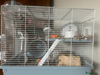 Mouse rodents Mice free to a good home - Advert 1