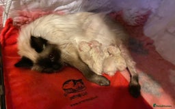 Ragdoll cats for sale: 🐾GCCF pedigree boy - Image 6