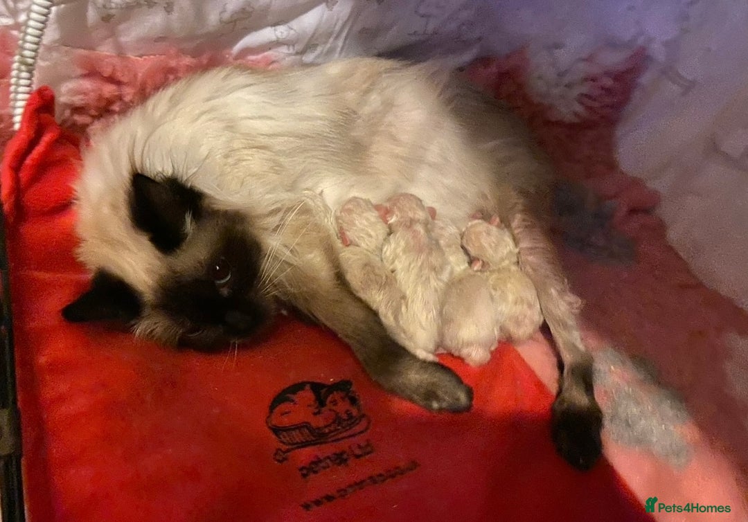 Ragdoll cats for sale: 🐾GCCF pedigree boy - Image 6