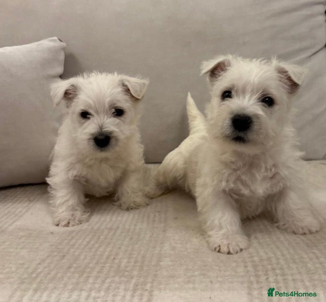 West Highland Terrier dogs for sale: 🐾Stunning Family Bred West Highland Terrier Pups - Advert 1
