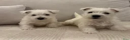 West Highland Terrier dogs for sale: 🐾Stunning Family Bred West Highland Terrier Pups - Advert 1