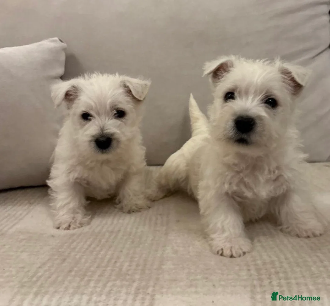 West Highland Terrier dogs for sale: 🐾Stunning Family Bred West Highland Terrier Pups - Advert 1