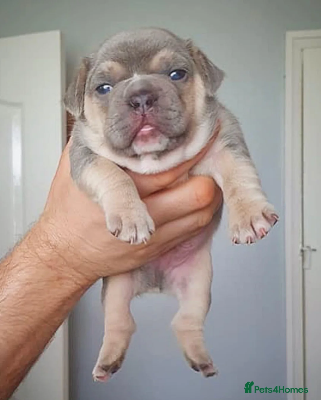 French Bulldog dogs for stud: BEAUTIFUL LILAC AND TAN FRENCH BULLDOG in Sunderland - Advert 36