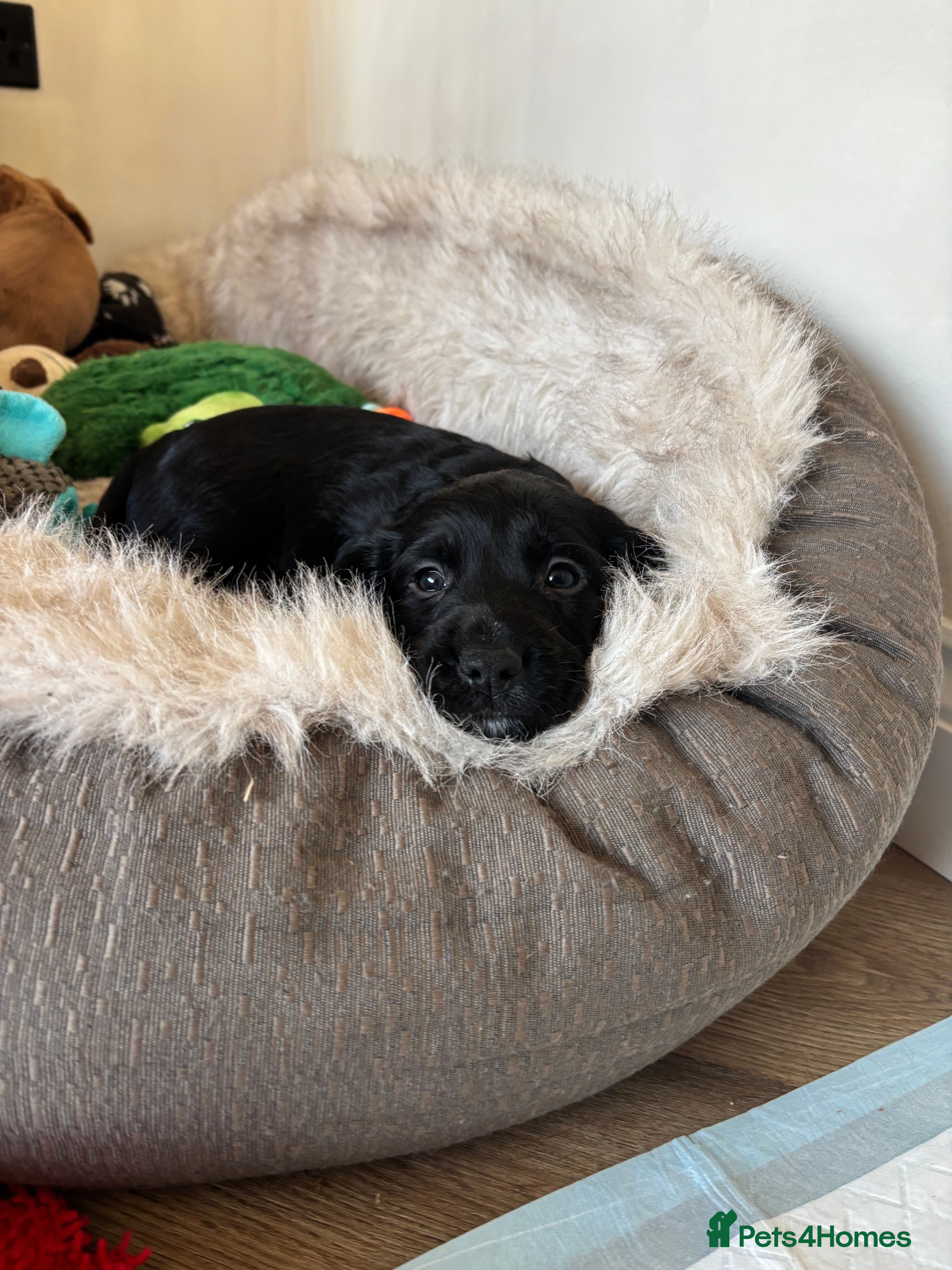 Cocker Spaniel dogs 1 Black Boy left KC Registered Working cocker   - Advert 17