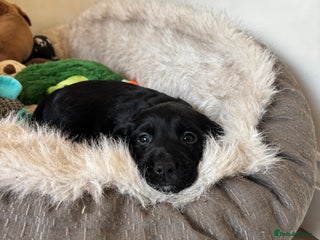 Cocker Spaniel dogs 1 Black Boy left KC Registered Working cocker - Advert 5