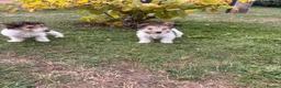 Fox Terrier dogs for sale: 5 X Beautiful Wire Fox Terrier Puppies - Advert 12