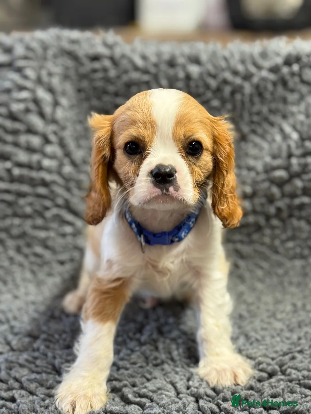 Cavalier King Charles Spaniel dogs for sale: Beautiful cavalier pups  - Advert 2