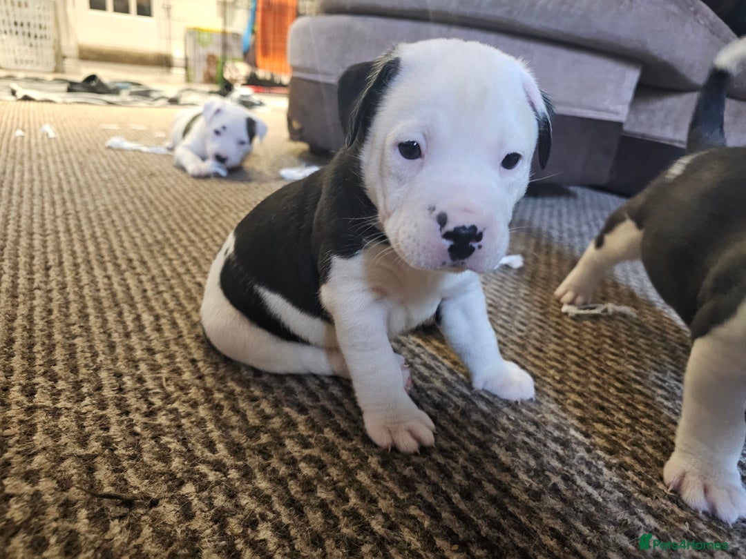 Mixed Breed dogs for sale: Staff x mastiff puppies 4 boy 3 girls - Image 4