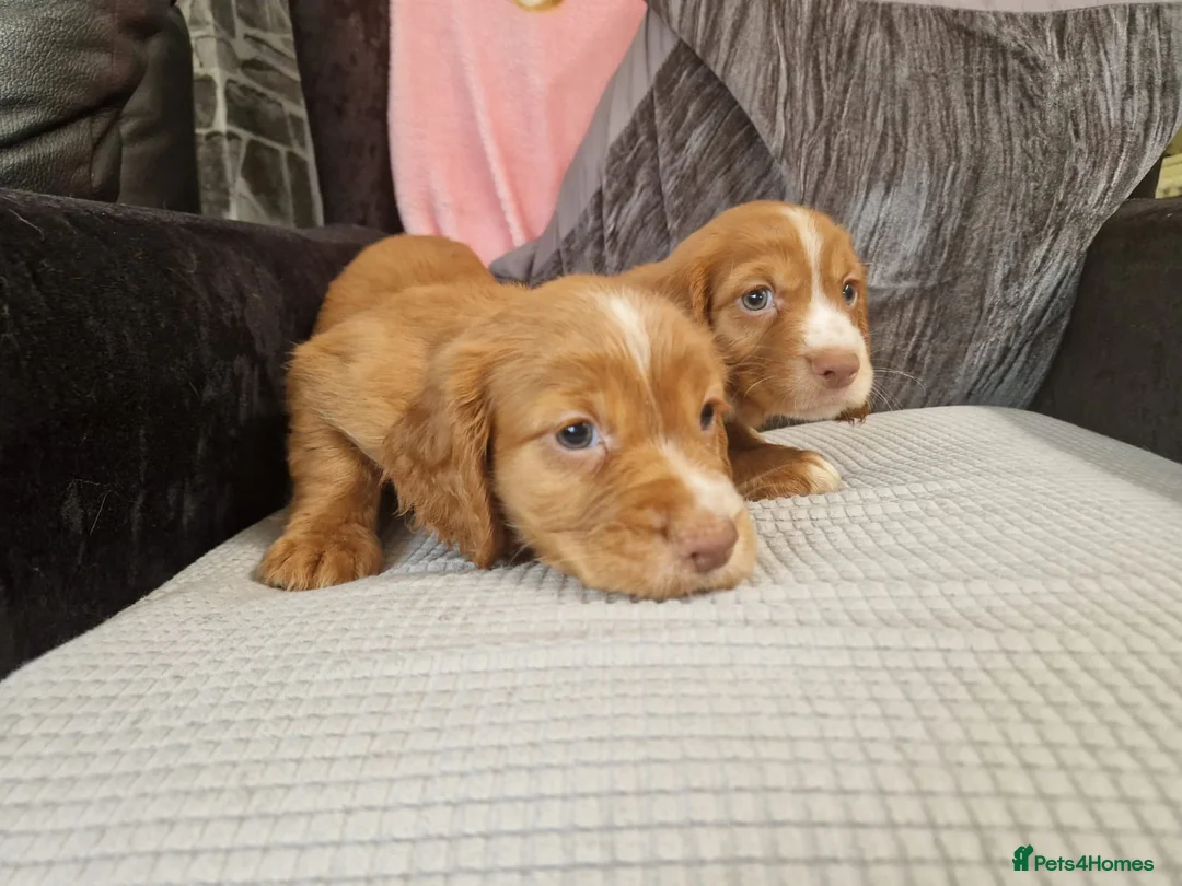Cocker Spaniel dogs for stud: HEALTH TESTED KC WORKING COCKER SPANIEL STUD in Wolverhampton - Advert 15