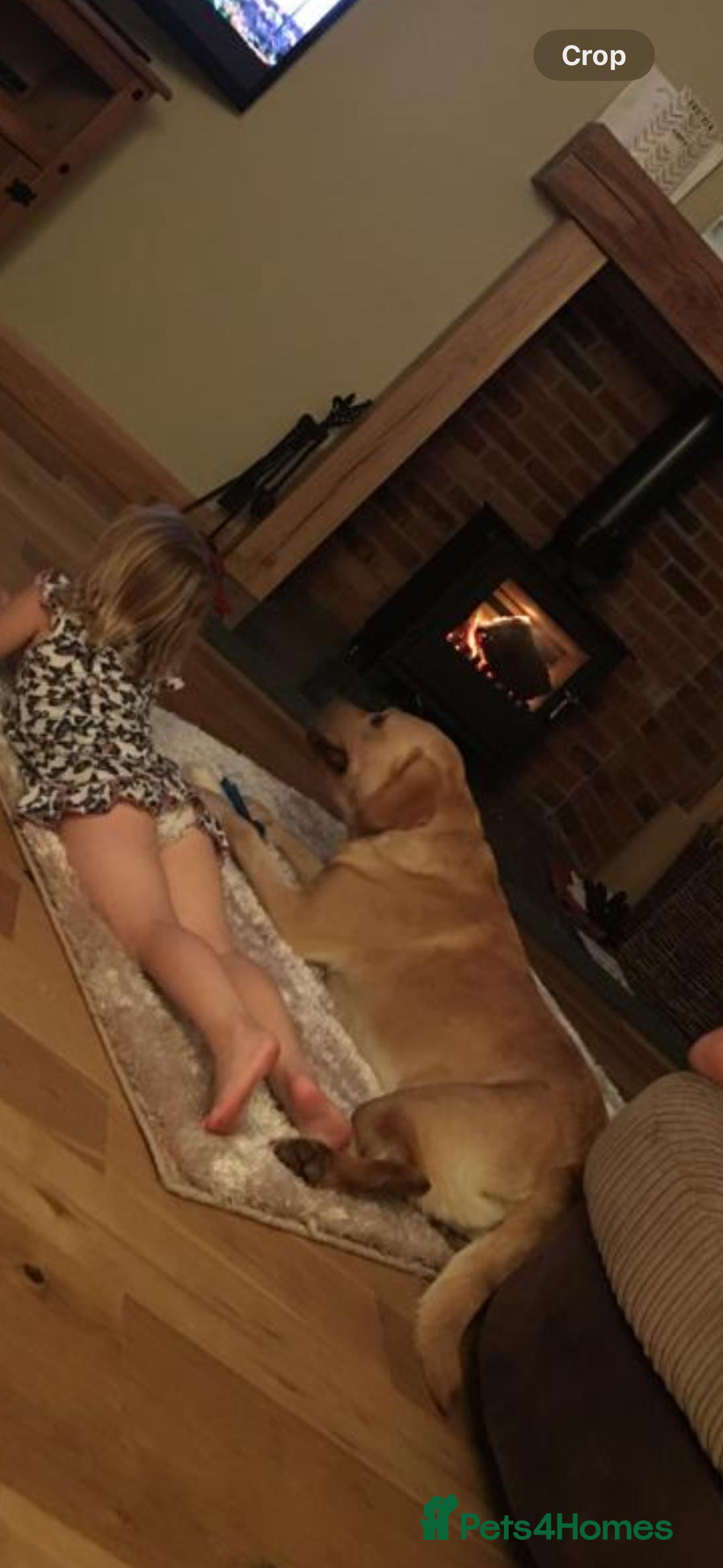 Labrador Retriever dogs for stud: Pedigree Lab  - Image 6