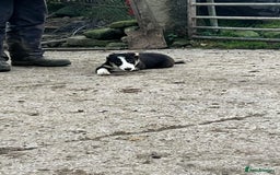 Border Collie dogs for sale: Farm Bred Border Collie Pups - Advert 5