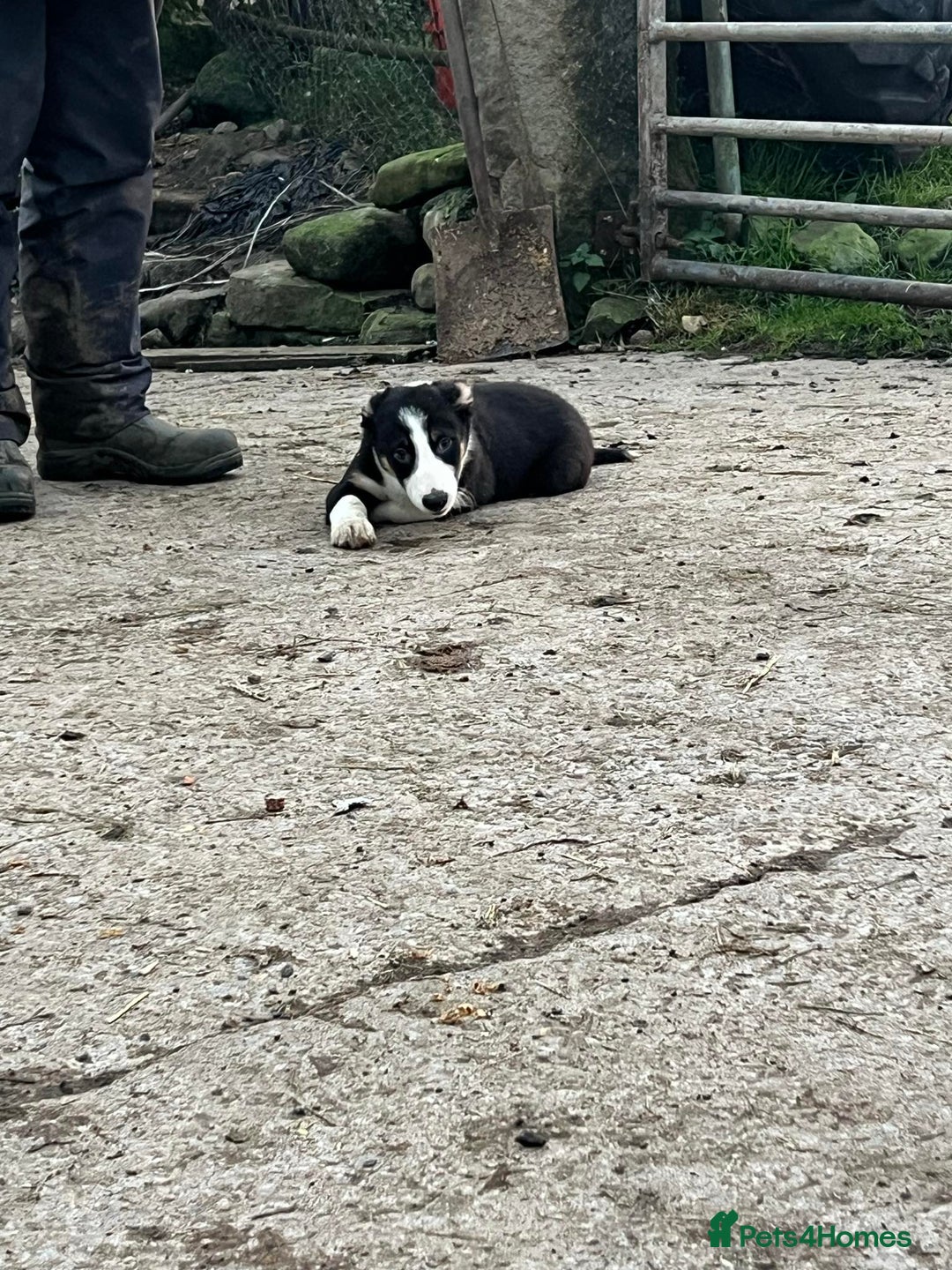 Border Collie dogs for sale: Farm Bred Border Collie Pups - Advert 5