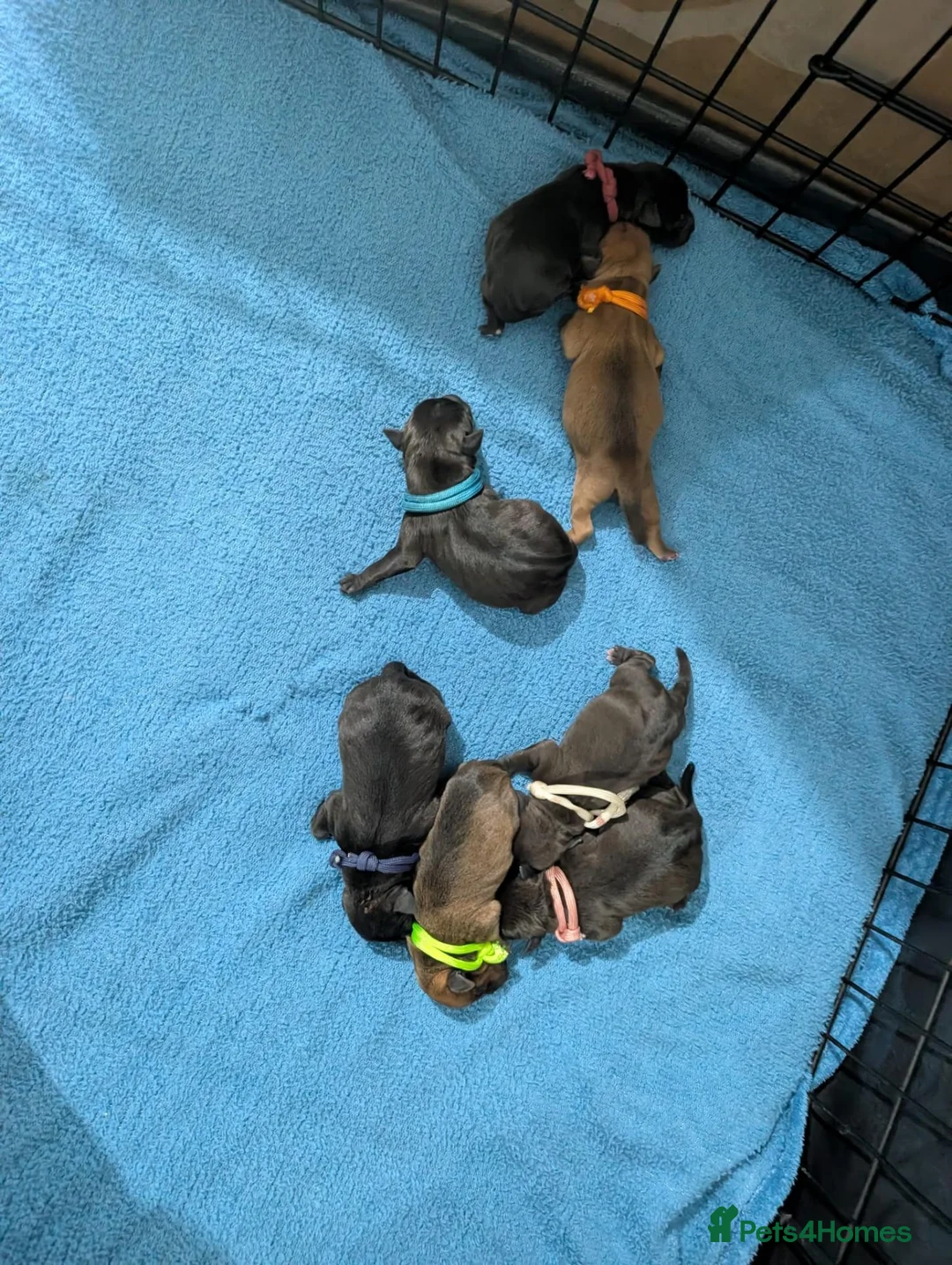 Patterdale Terrier dogs for stud: Compact, Strong, Proven, carries RED & BROWN - Advert 2