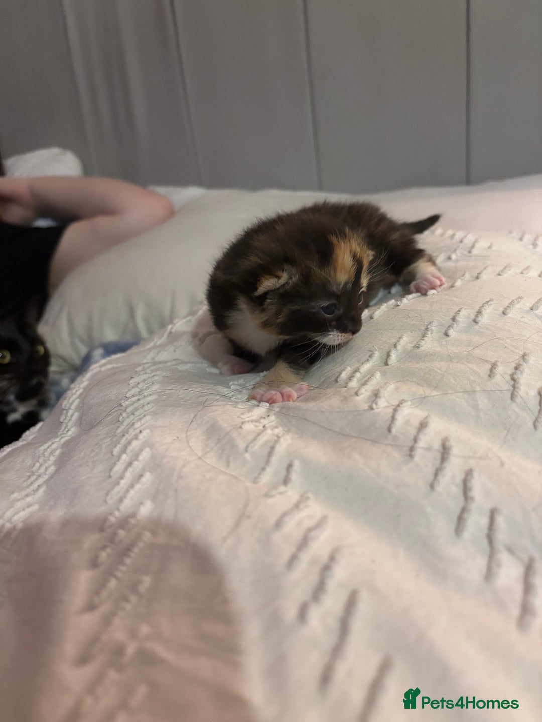 British Shorthair cats for sale: 2 Kittens left for sale! - Image 8