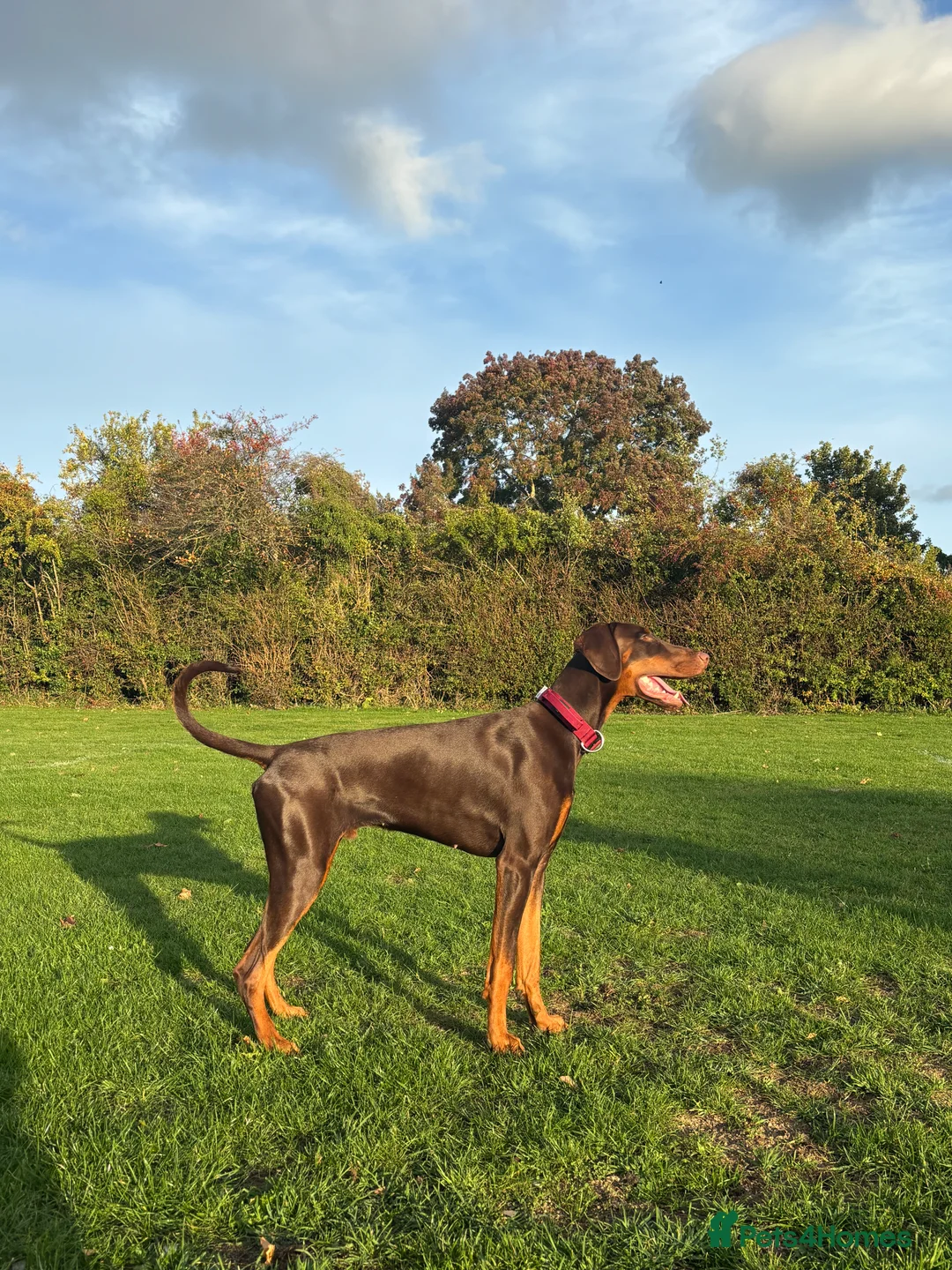 Dobermann dogs for sale: 1 Year Old Doberman Boy - Advert 2
