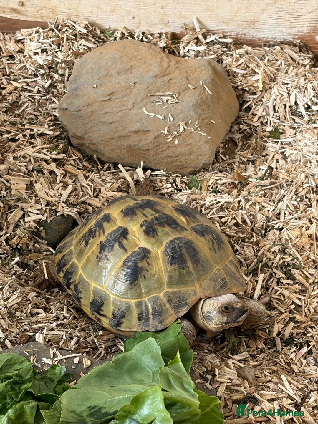 Tortoise reptiles for sale: Female Horsefield Tortoise  in Nottingham - Advert 2